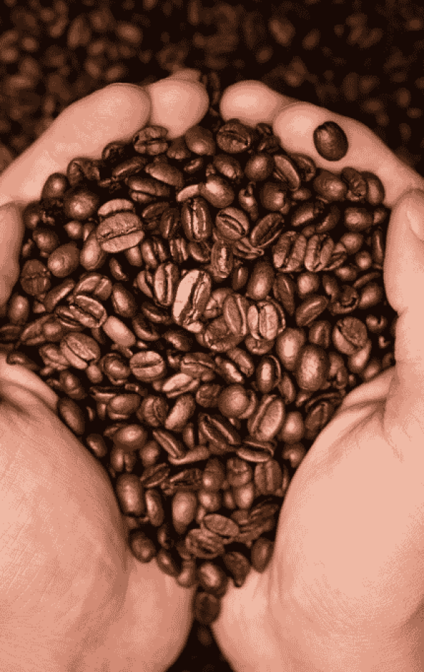 IMAGES. PRIMA SEZIONE CAFFE INGROSSO